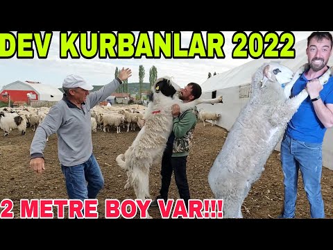 DEV KURBANLIKLAR~2022 KURBANLARIMIZ~BABAMIN EFSANELERİ~TEL GİYDİRME YAPTIK