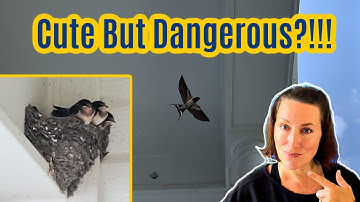 How To Stop Barn Swallows From Nesting On Your House (Easy TipsTo Get Rid Of Barn Swallows)