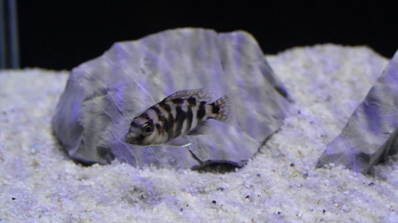 Can Milomo cichlid survive in a monster tank with African tiger fish