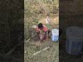 पेड़ कैसे लगाते हैं?🌳🌳#tree #youtubeshorts #shorts