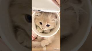 Aww 🥰 it's too cute 🐾✨#cat #cute #kitten #meow Aww 🥰 it's too cute 🐾✨#cat #cute #kitten #meow