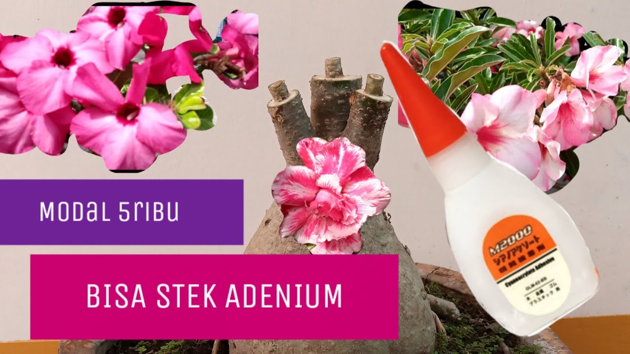 GRAFTING ADENIUM menggunakan LEM dengan mudah