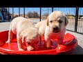 Puppies Have Their First Swimming Lessons!