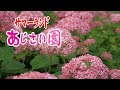サマーランド　あじさい園　白・ピンクアナベルの競演 2020年6月20日撮影