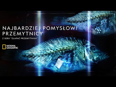 Zobacz najbardziej pomysłowych przemytników! | Złapać przemytnika