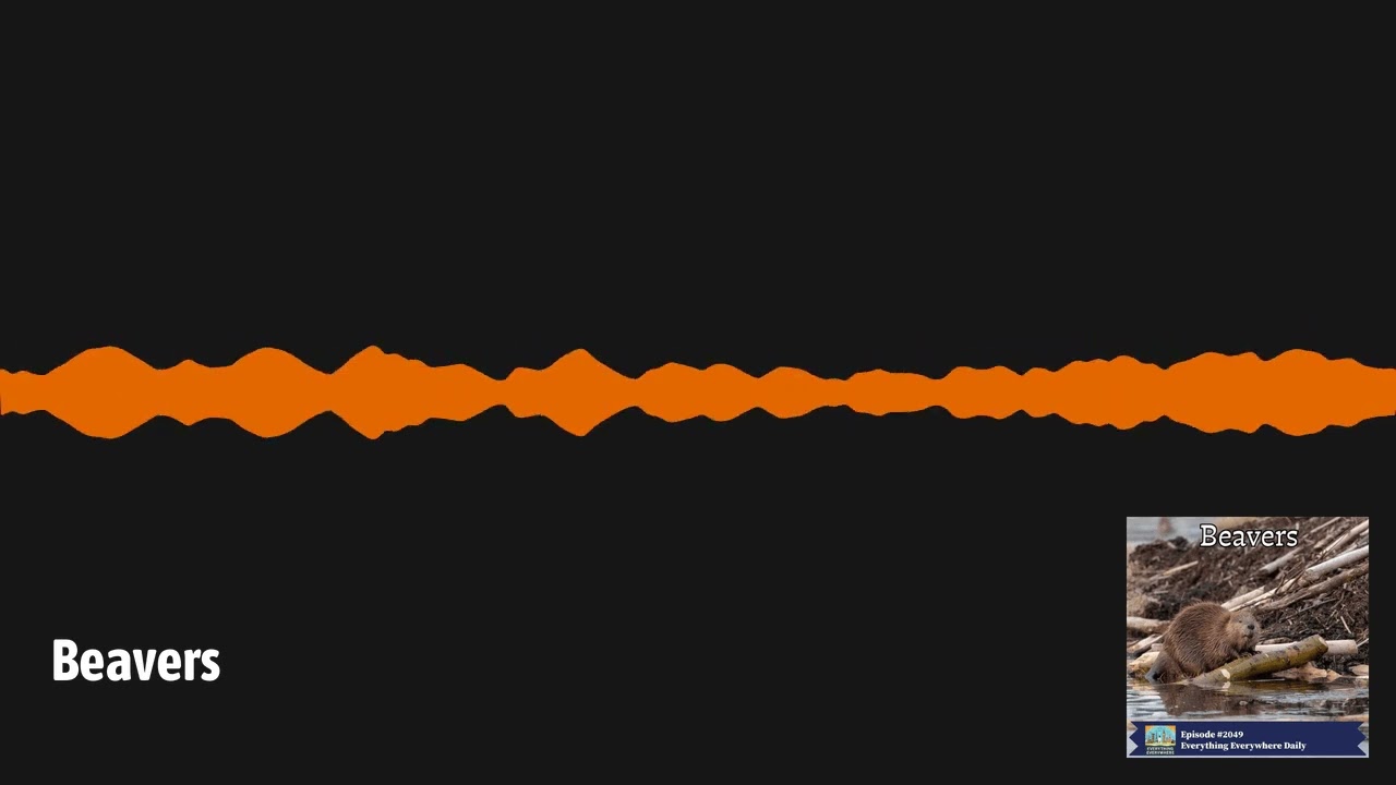 Beavers | Everything Everywhere Daily