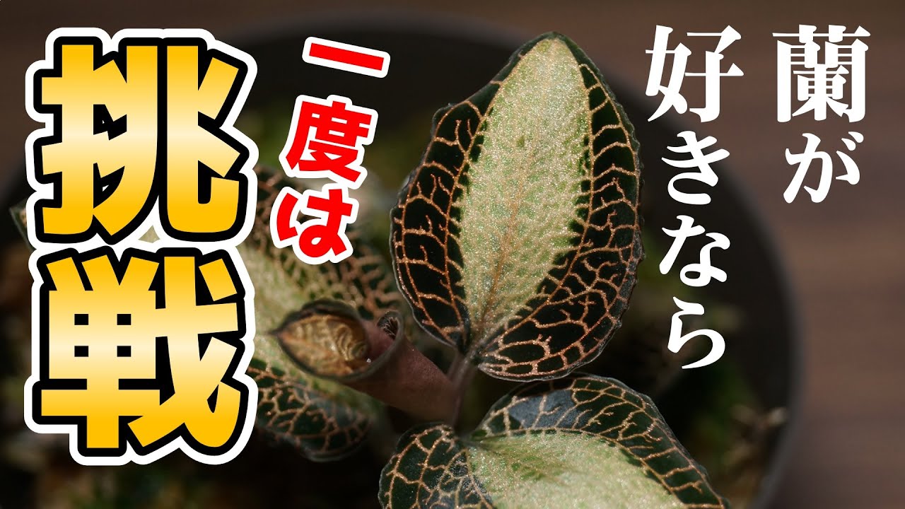 【コツを全て公開！】ジュエルオーキッドの育て方【洋蘭】【宝石蘭】