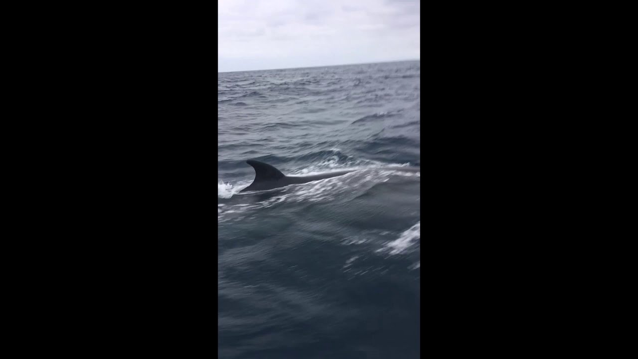 Whales getting way too close to Westsail 32, Mighty Sparrow