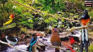 Download Lagu Masteran Murai Batu Isian Wambi Lovebird Kapas tembak Prencak MP3