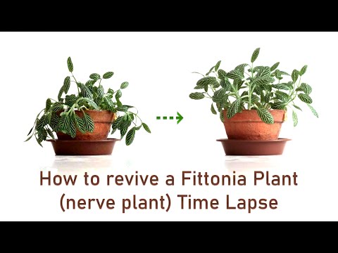 Vídeo: Wilting Fittonia Plantes - Com remeiar una Fittonia amb fulles marcides