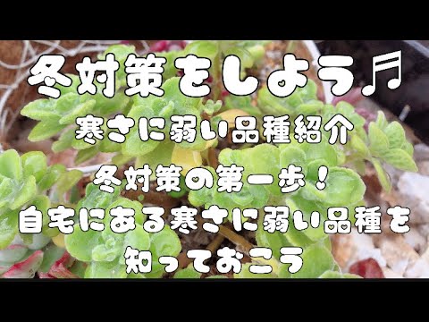 多肉植物 冬対策をしよう 寒さに弱い品種紹介 Youtube