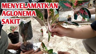 CARA MENYELAMATKAN AGLONEMA YANG SAKIT