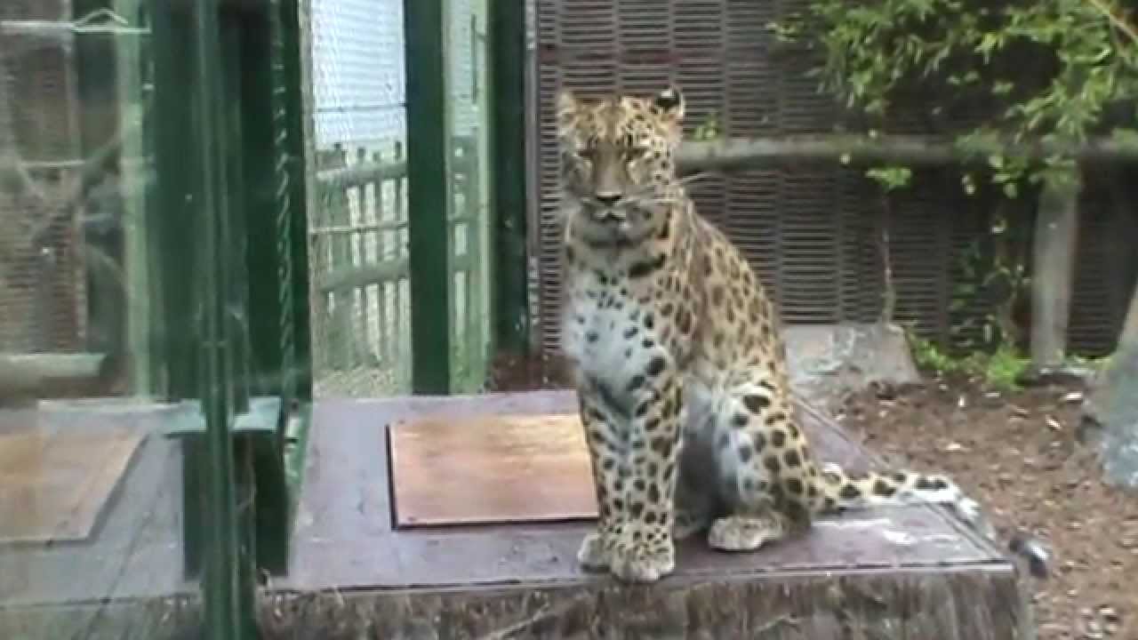 Bellewaerde, amoerluipaarden (training)