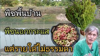 พืชพื้นบ้าน พืชนอกกระแส แต่รายใด้ไม่ธรรมดา