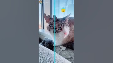 Time Warp Scan + My Cat = Something I Can’t Unsee 😹 #TimeWarpScan #cutecats #funnycat