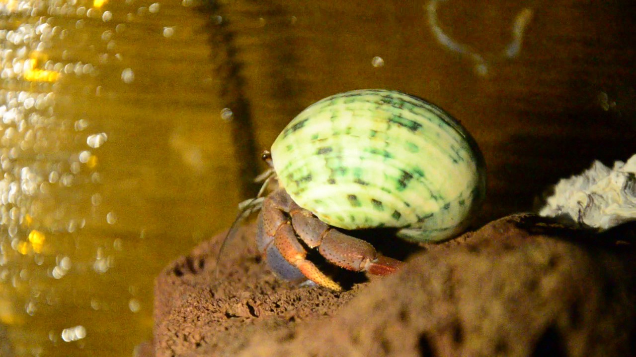 Coenobita clypeatus Purple Pincher Hermit Crab YouTube