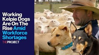 Working Kelpie Dogs Are On The Rise Amid Workforce Shortages