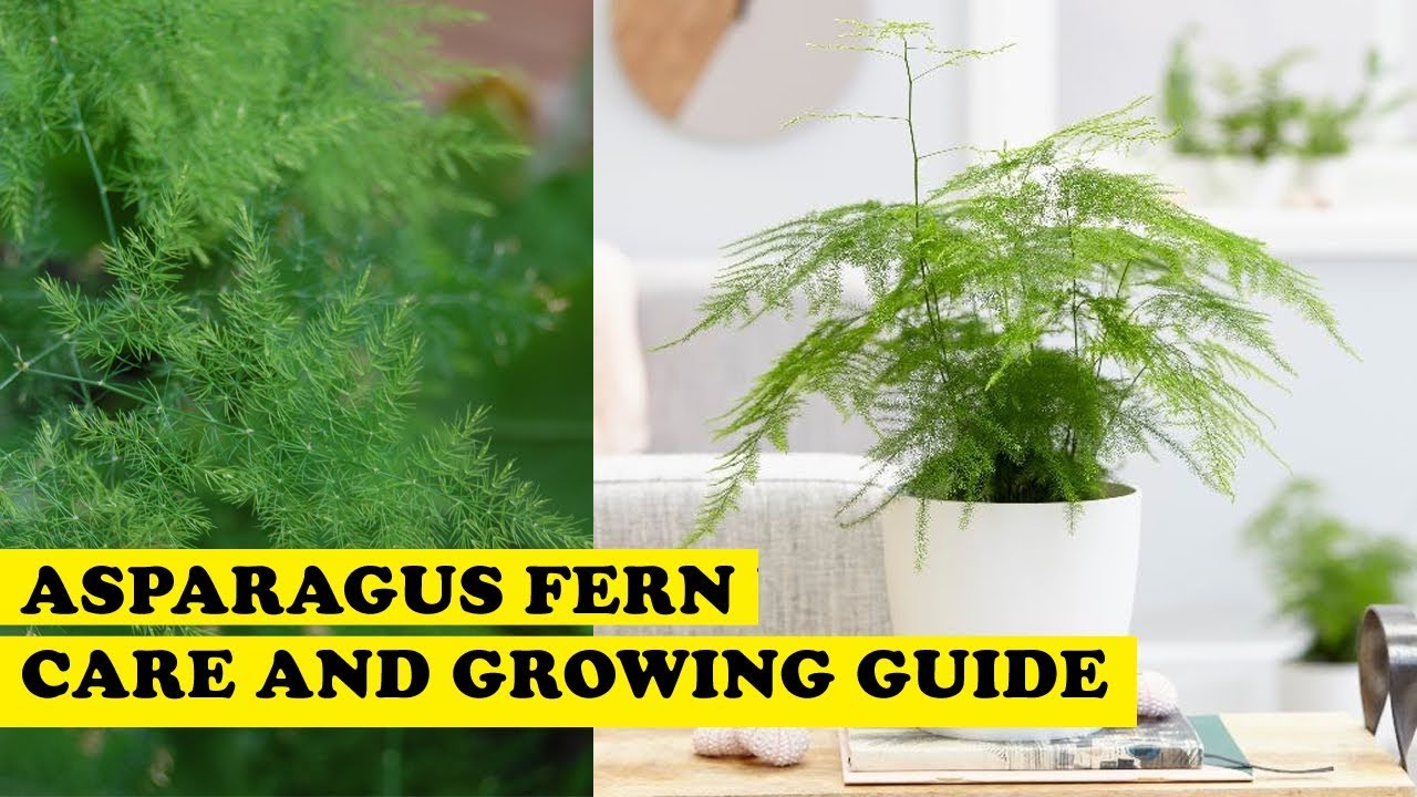 Give Your Asparagus Plumosus Ideal Growing Conditions/Care For