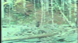 Patterson-Gimlin Bigfoot film,The Most Famous Bigfoot Footage