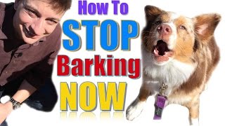 How to Teach Your Dog Not to Bark, Humanely and Effectively: 3 Things You Can Do Right Now