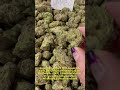 Lambo Strain: Exotic Genetics for Cannabis Enthusiasts 🌱🔥