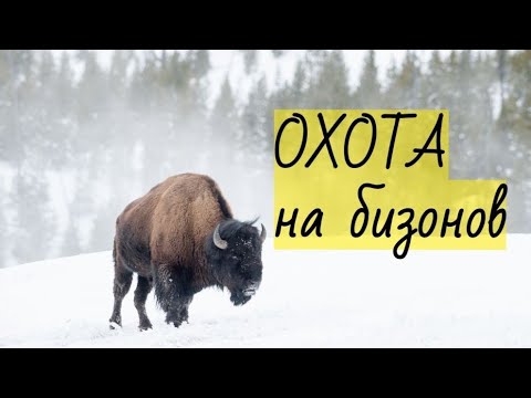 Видео: Охота на бизонов