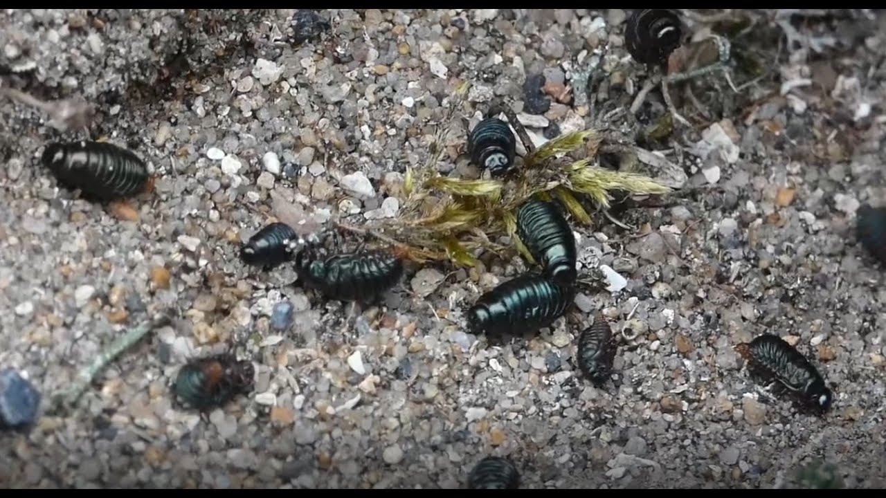 Small Bloody-nosed Beetle - Petit coléoptère à nez sanglant (Timarcha goettingensis)