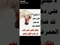 كلمات تروي القلب وتغنيه 