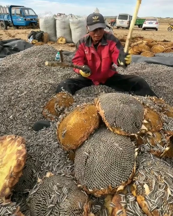 How Sunflower Seeds Are Harvested 🤷-4693C1