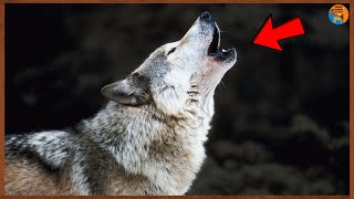 CURIOSIDADES Sobre o Lobo Tudo Que Você Não SABIA Sobre Esse ANIMAL