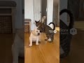 【Lab &amp; Kitty Life】Cat Bullies Puppy, Big Bro Lab to Rescue!