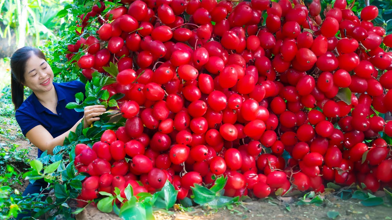 Harvesting Oleaster & Goes To Market Sell | Gardening And Cooking | Lý Tiểu Vân