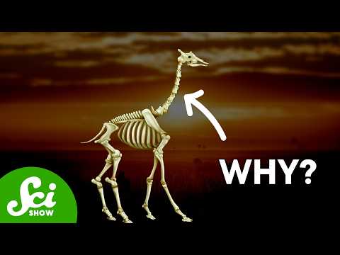 Giraffes Have The Same Number of Neck Bones As You