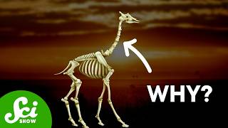 The Weird Reason Giraffes Have The Same Number of Neck Bones As You
