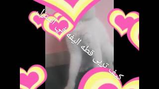 كيف تربى قط ا ليف في البيت - اسمعها
