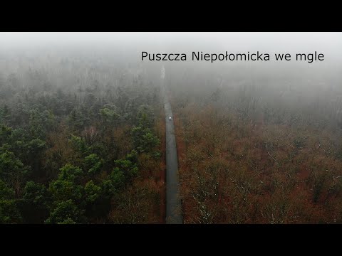 Puszcza Niepołomicka we