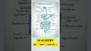 உணவு செரிமான மண்டலம்#ugtrb#zoology#trb#ugtrbzoology#exam#study#viral