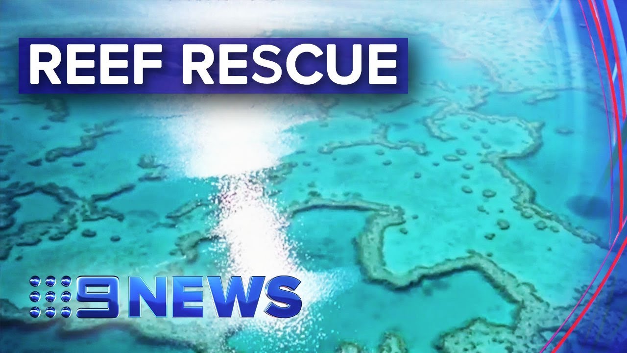 Taronga Zoo preserves endangered coral reef | Nine News Australia