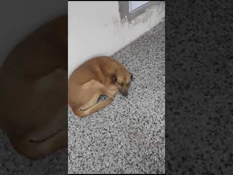 ⭕La Justicia dictó restricción de acercamiento a quien atacó a patadas al perro en Florencio Varela