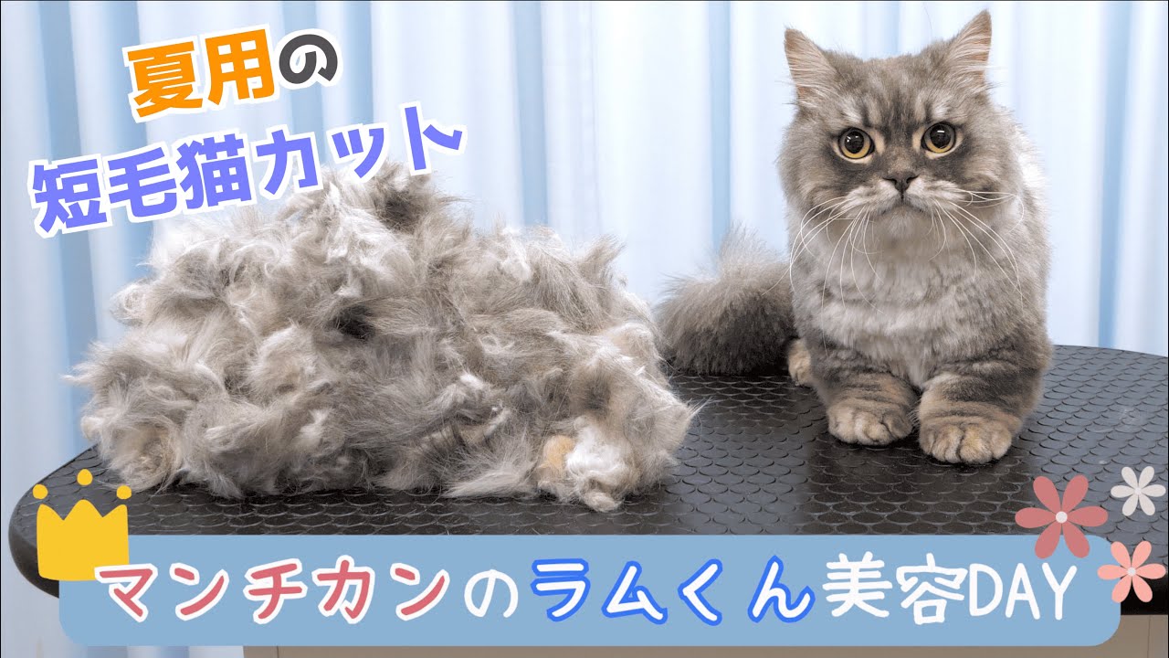 【サマーカット！！】カットの流れ / 猫専門サロン