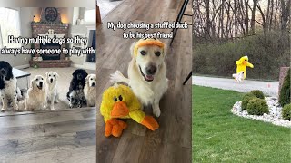 My Dogs Best Friend Is A Stuffed Duck Toy by Charlie The Golden 18 17,990 views 1 month ago 1 minute, 26 seconds