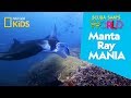 Manta ray mania  scuba sams world