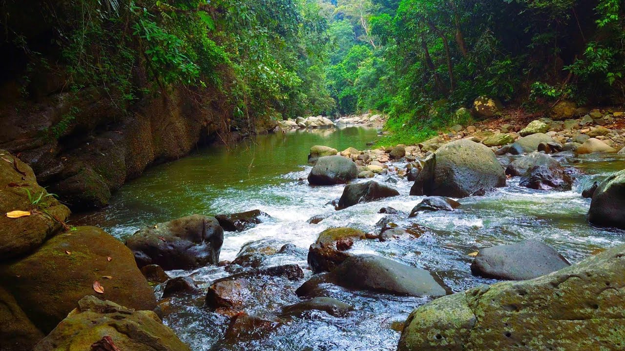 Calm Forest River 🌊 Natural Water Sounds & Birdsong for Deep Sleep ...