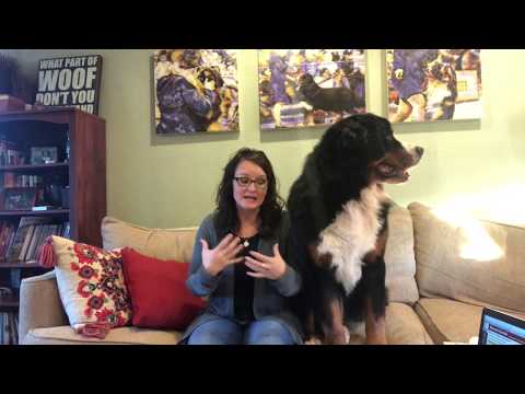 how-to-buy-a-bernese-mountain-dog-puppy.-how-to-find-a-good-breeder-so-you-can-have-a-healthy-puppy!