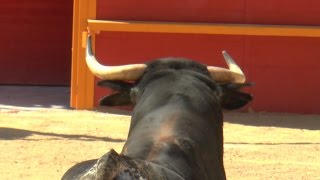 Desencajonada de novillos de Nazario Ibañez en Blanca (Murcia) - 2015