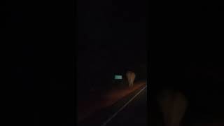ELEPHANT "Near miss"  #shorts