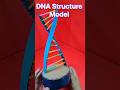 DNA STRUCTURE MODEL I The Structure Of DNA I Science Projects Shorts Scienceproject Shorts 