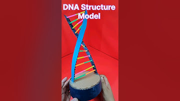 DNA STRUCTURE MODEL  I  The Structure of DNA  I  Science Projects Shorts  #scienceproject #shorts
