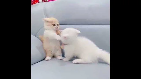 Watch the video about Cute Baby cats /Funny and cute cats video clips 7#shorts #funnycats #cutecats