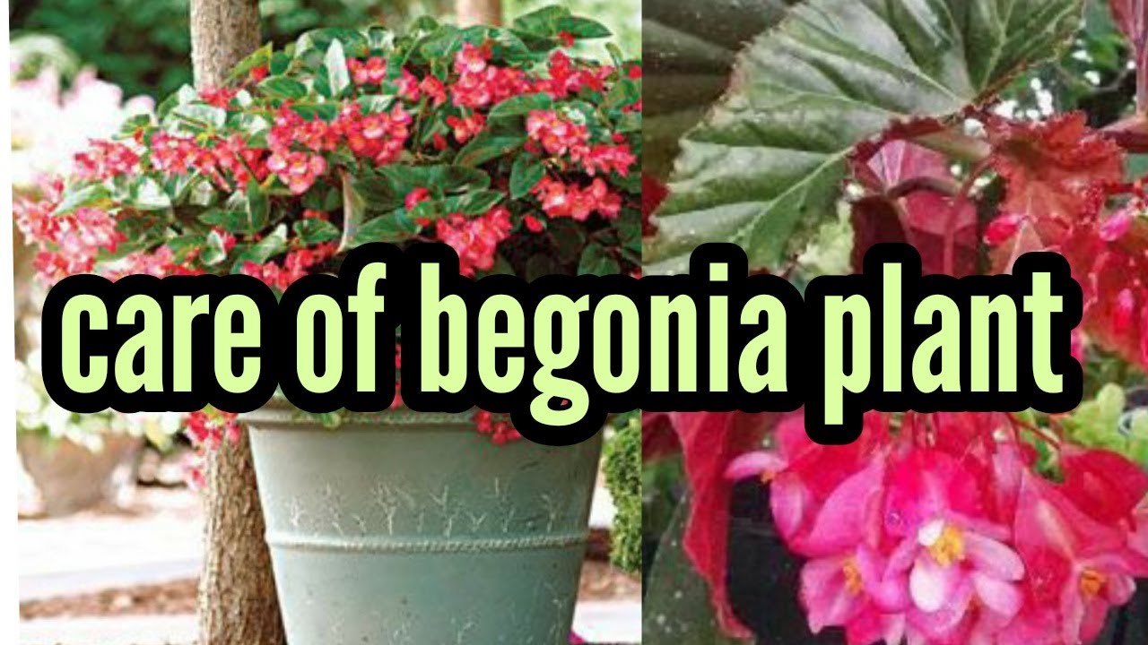 How to grow and care begonia plant YouTube